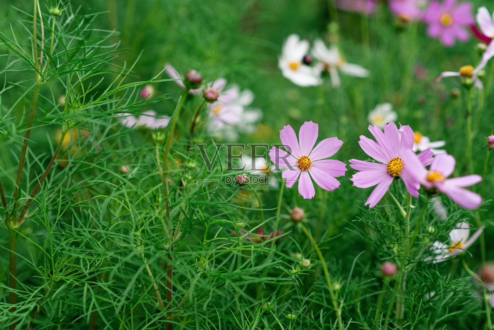 美丽的绿色花背景与宇宙双翅花。墨西哥阿斯特拉花，宇宙之花。软选择聚焦。照片摄影图片
