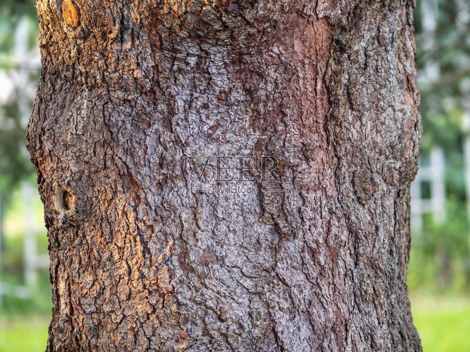 老冷杉树干的树皮纹理和背景。详细的树皮纹理。照片摄影图片