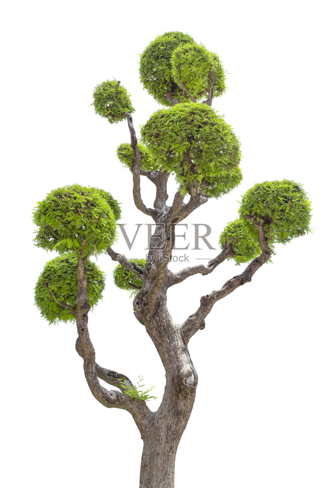 新鲜的大绿树孤立在白色上照片摄影图片