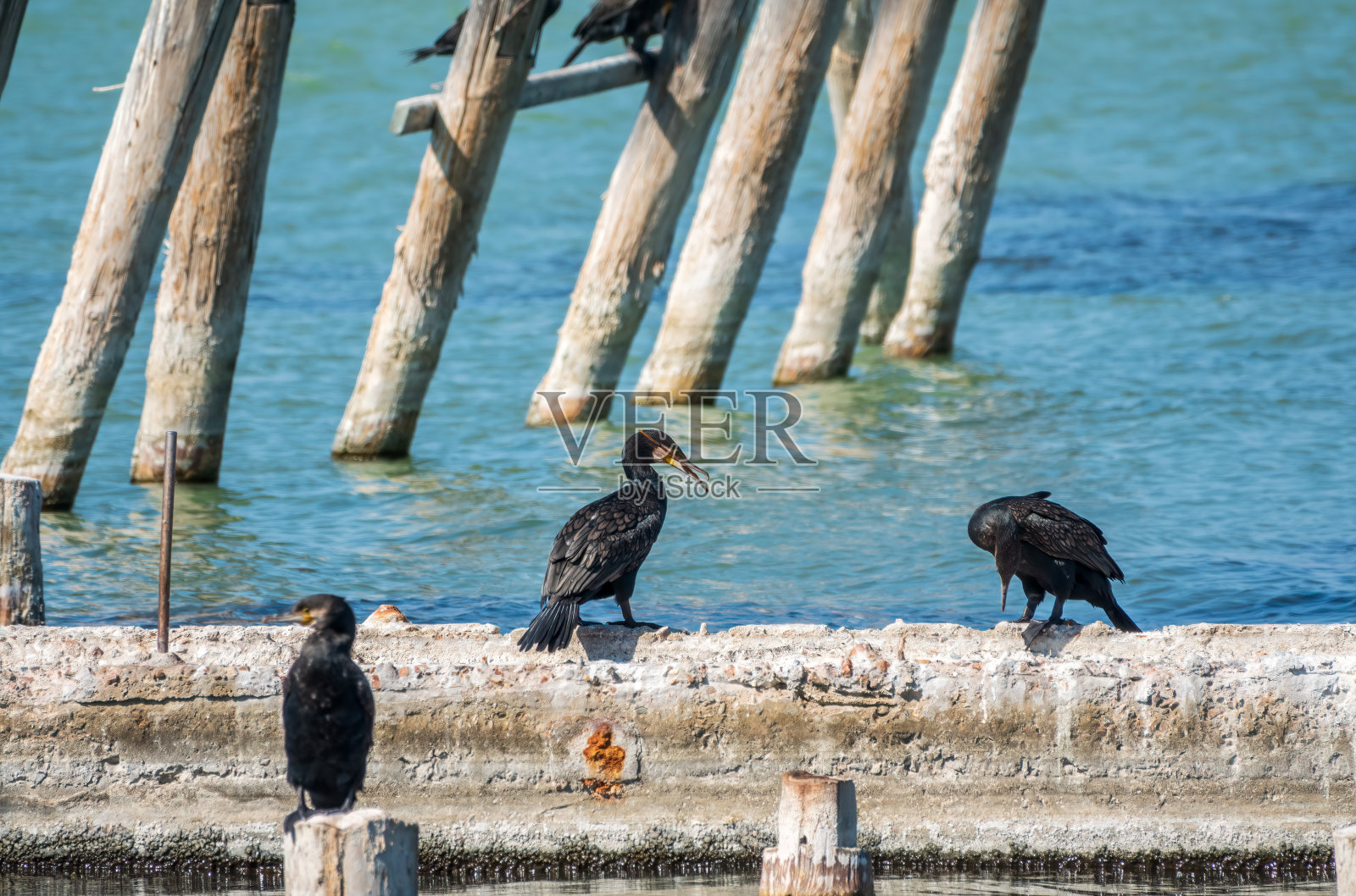 两只鸬鹚在拉一根棍子。两只鸬鹚在码头上玩耍。照片摄影图片