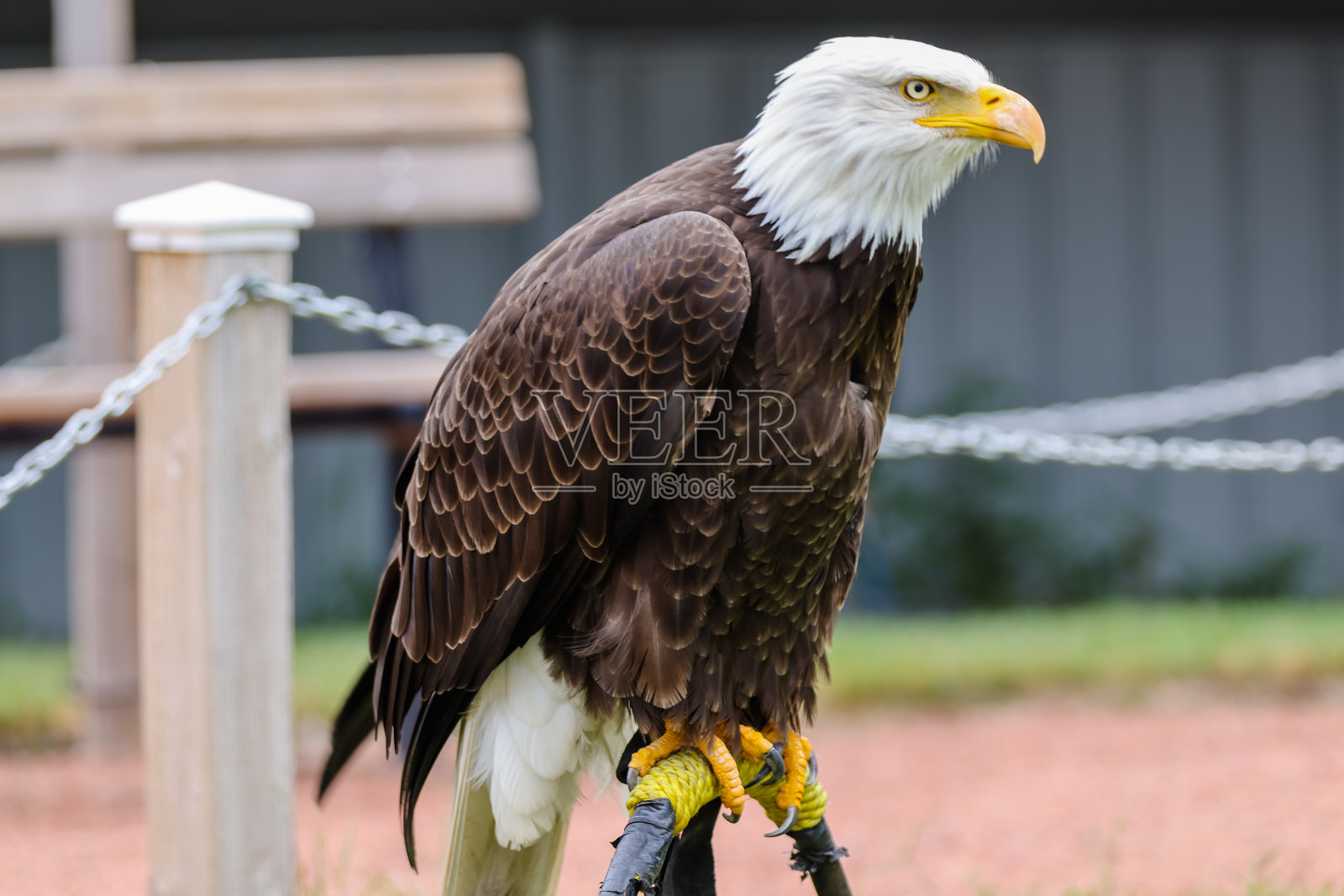 秃鹰和金鹰的肖像照片摄影图片