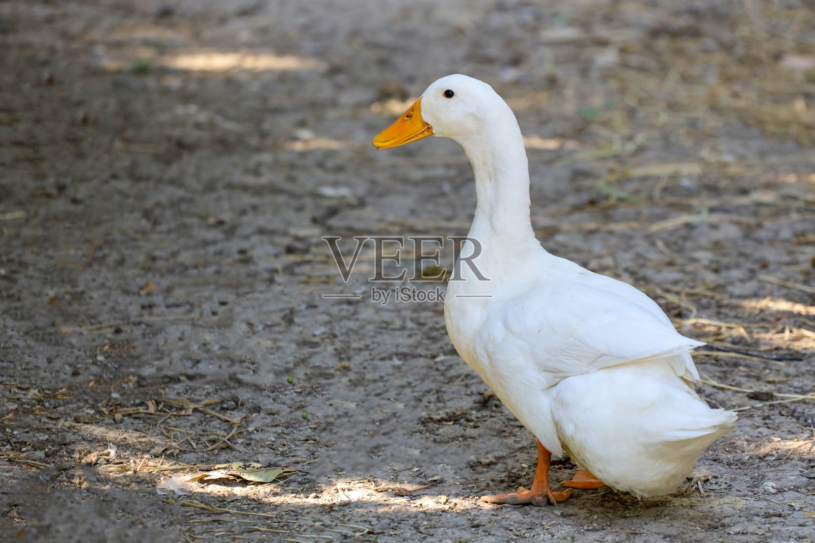 泰国农场夏天的白色鸭子照片摄影图片