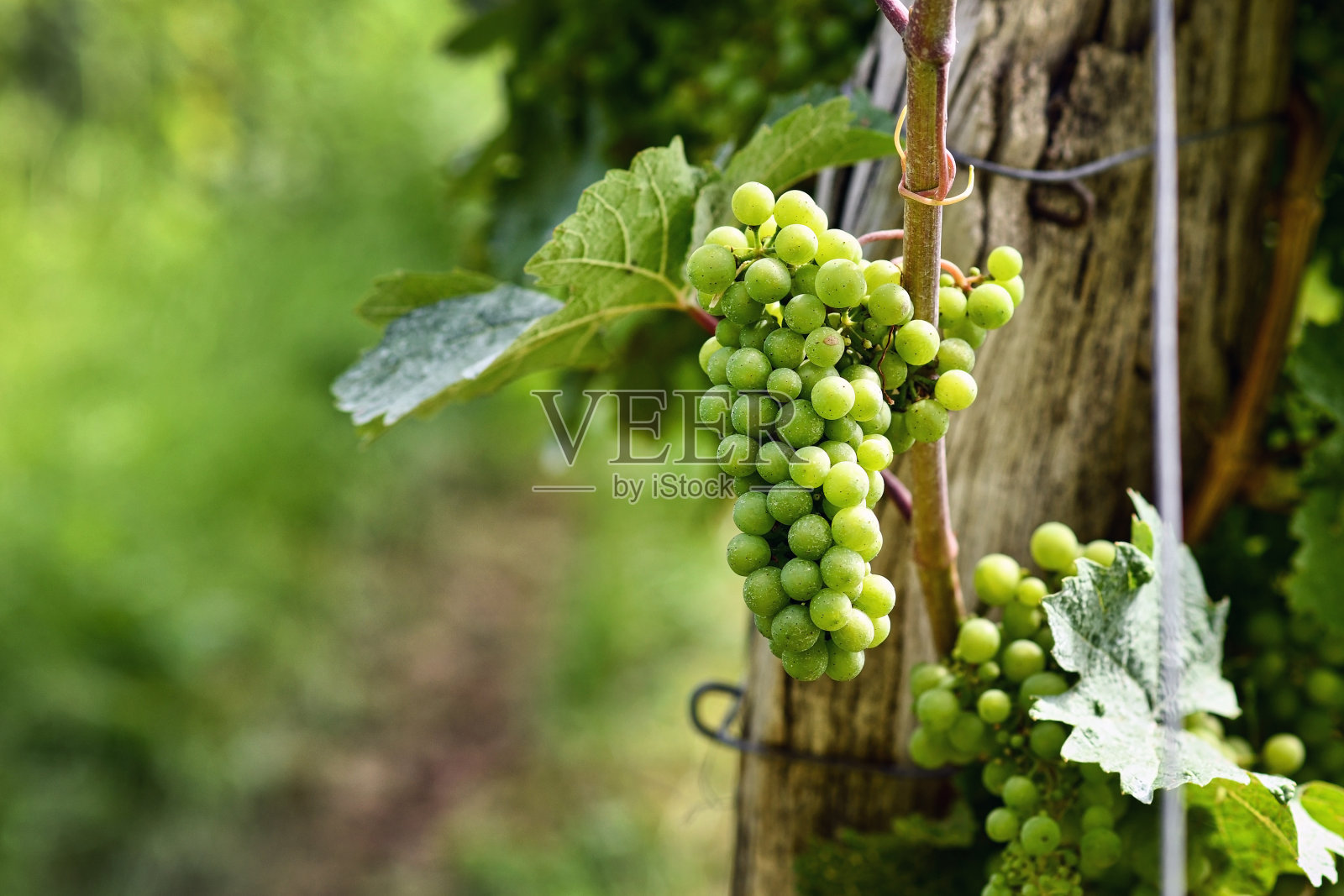 葡萄园里的小绿葡萄照片摄影图片