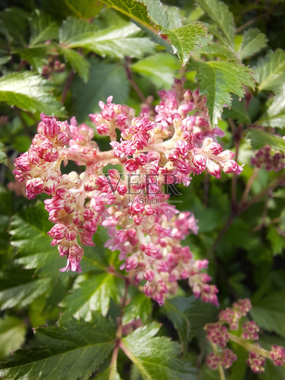 粉色spiraea味蕾照片摄影图片