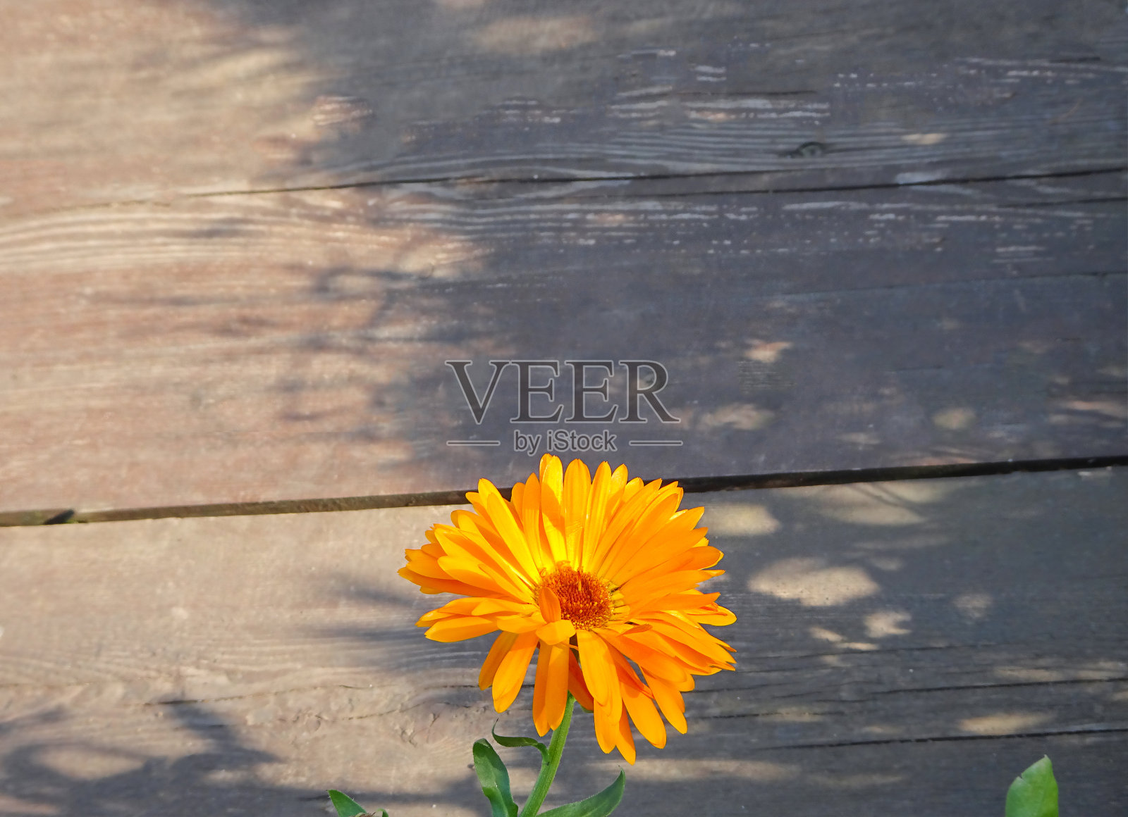 金盏花在木制背景上，复制空间，选择性聚焦照片摄影图片