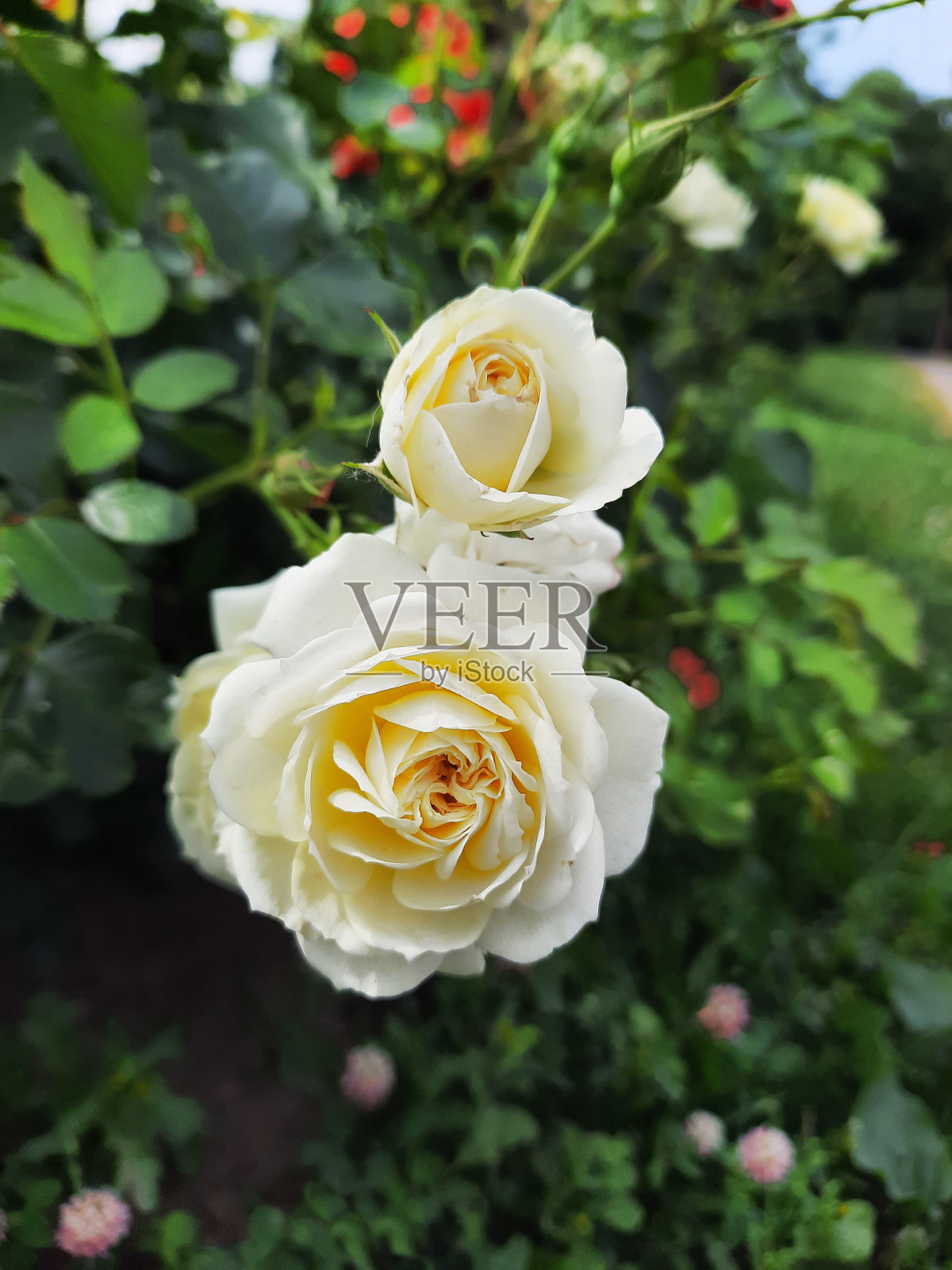 白色的玫瑰花园照片摄影图片