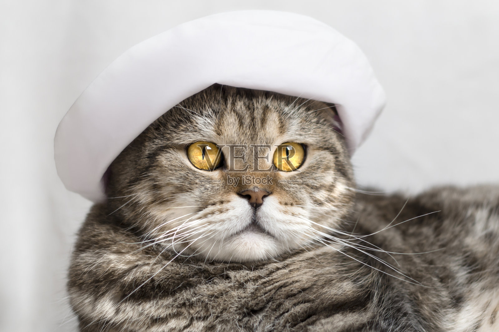 猫的肖像。家里的朋友戴着帽子。照片摄影图片