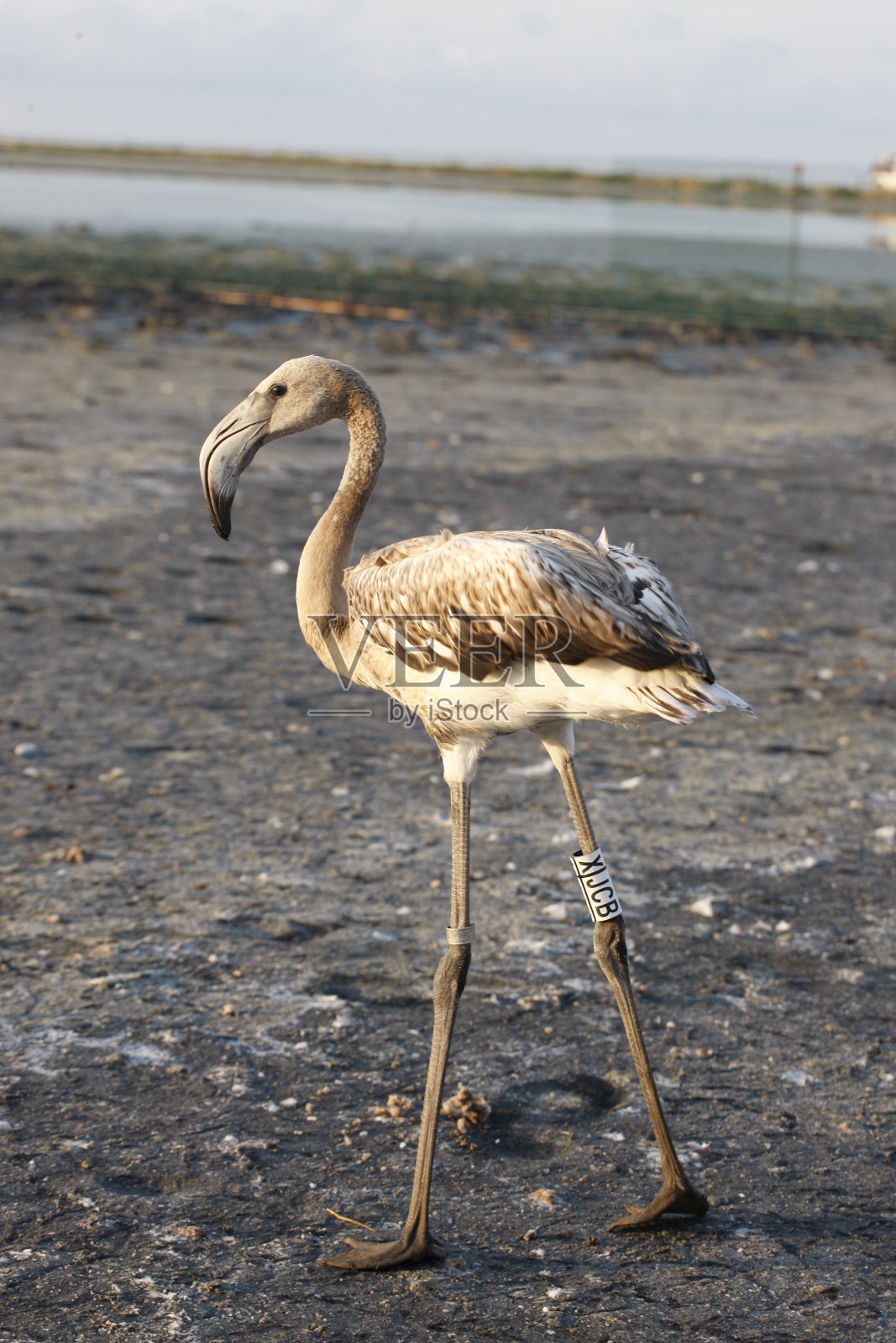年轻的火烈鸟在它们早期的一群照片摄影图片