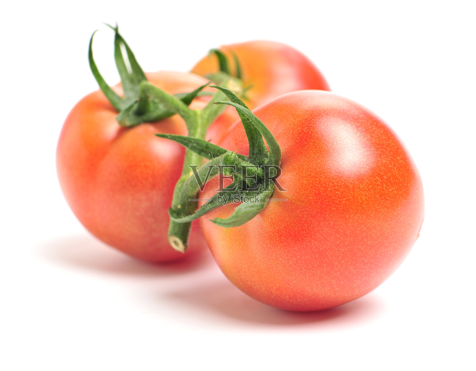 新鲜的番茄照片摄影图片