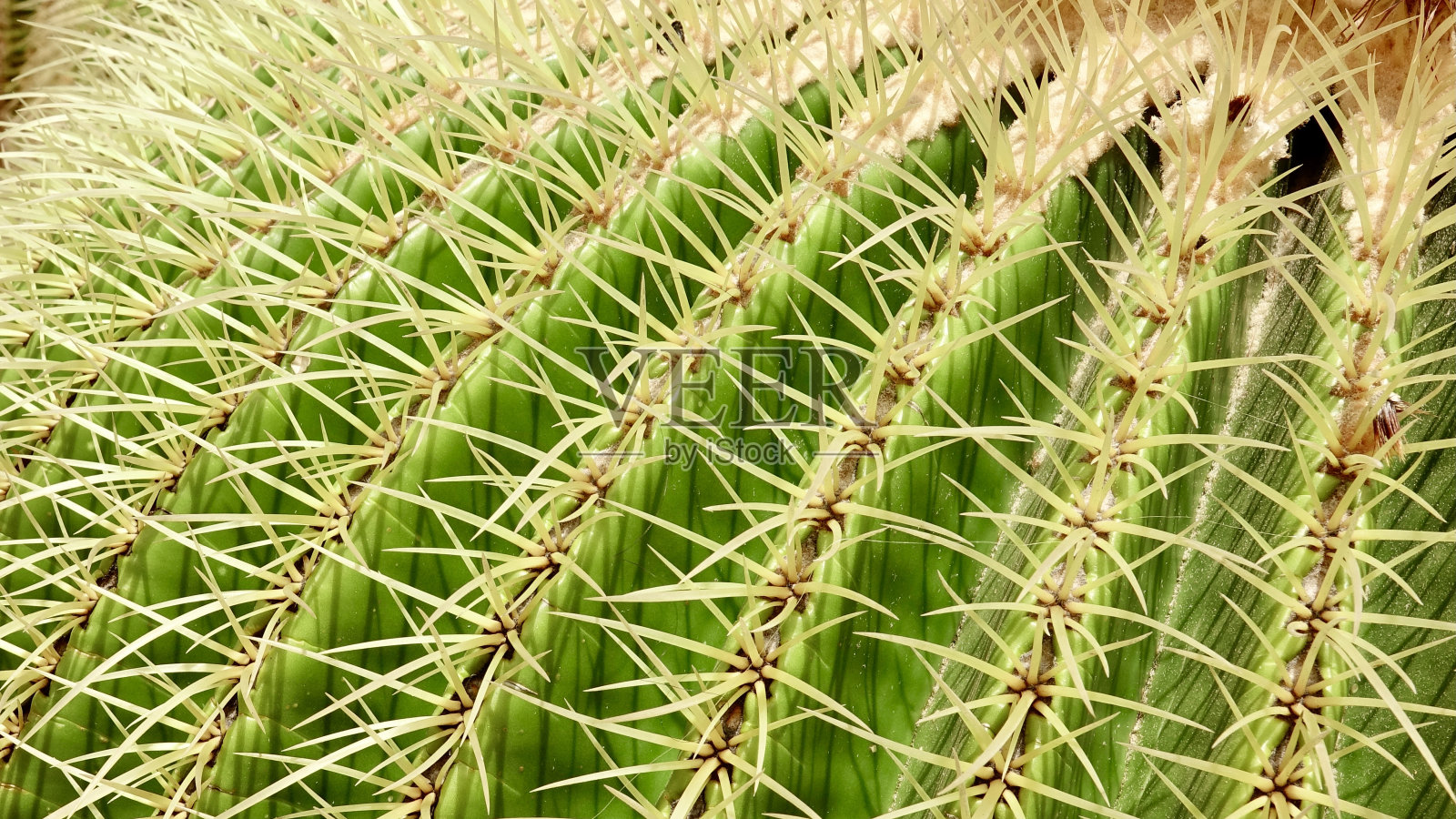 Cactus-like植物,仙人掌照片摄影图片