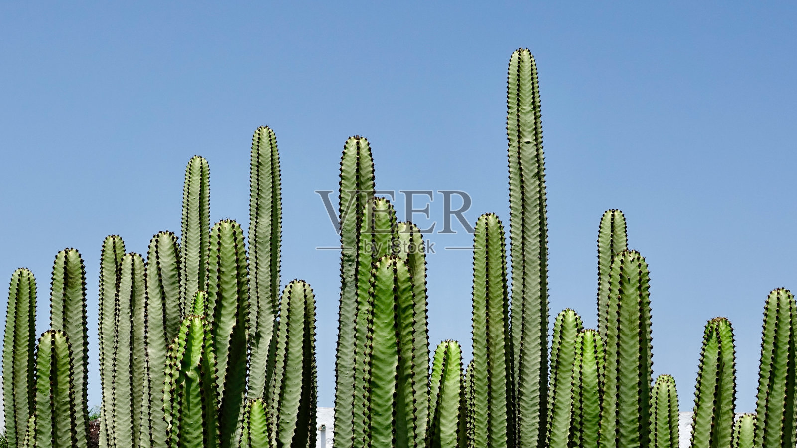 Cactus-like植物,仙人掌照片摄影图片
