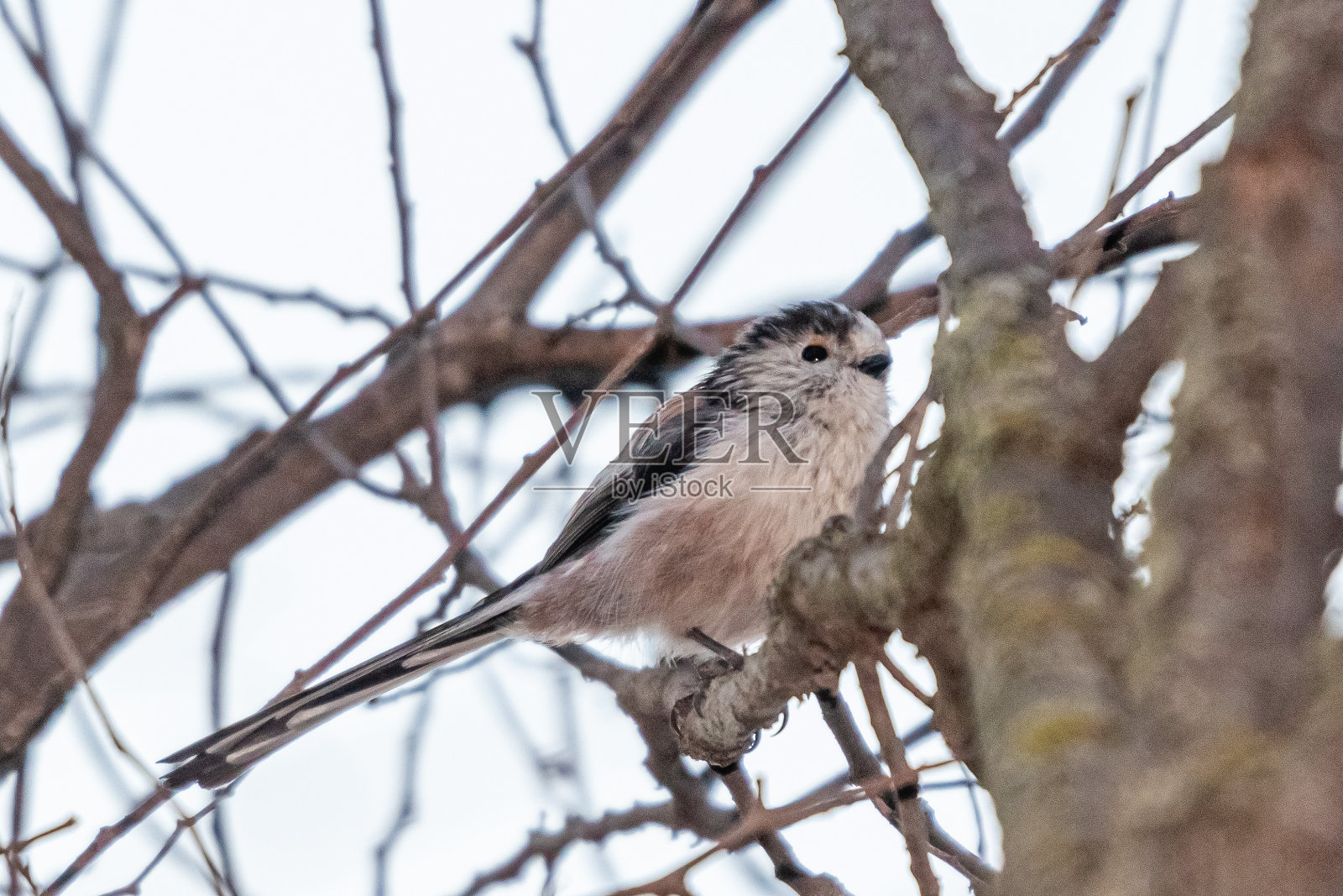 长尾山雀栖息在树枝上照片摄影图片