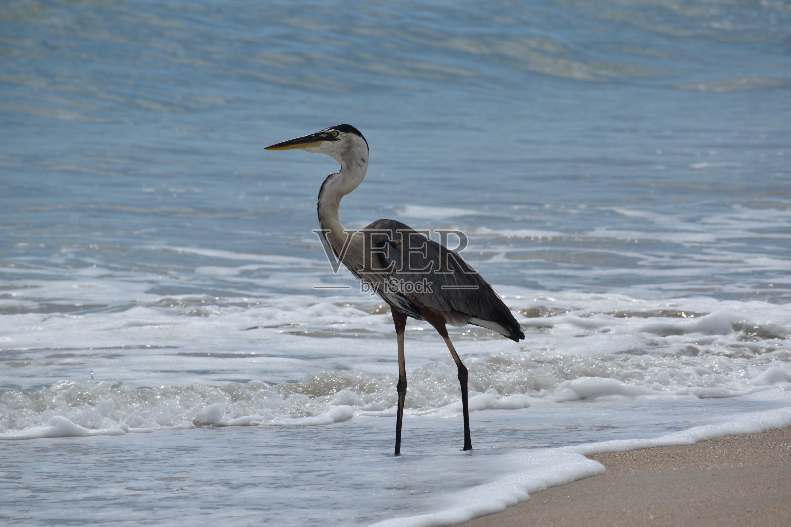 阿尔迪亚英雄迪亚斯在 Nsb照片摄影图片