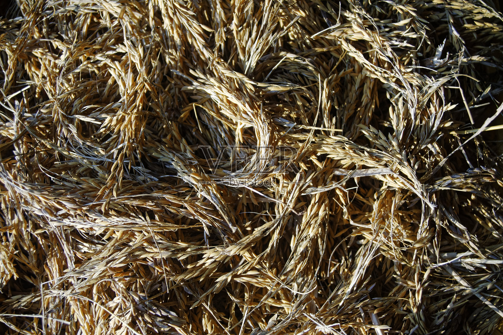 新收稻穗照片摄影图片