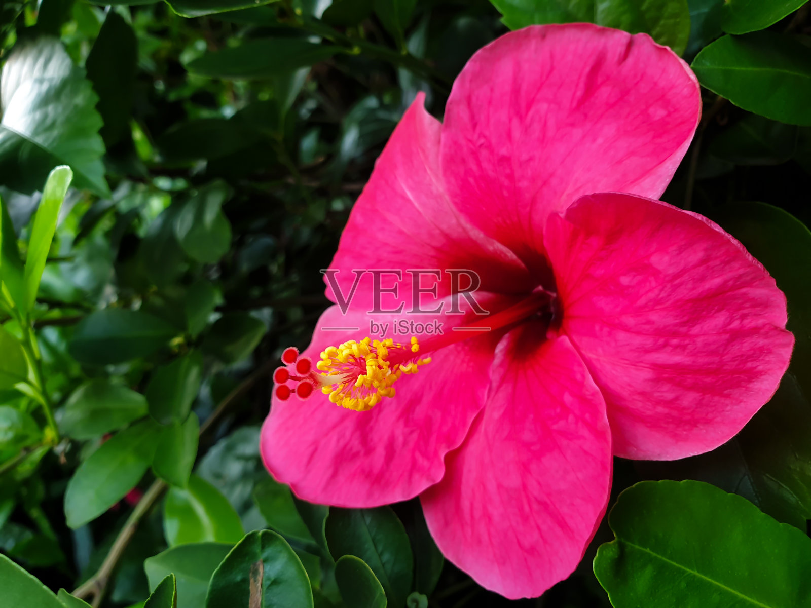 花园里的花(木槿，月季)照片摄影图片