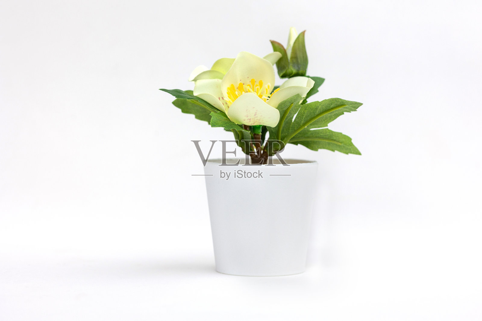 天然绿色植物和花卉，菲伊卡在白色花盆中隔离在白色背景上照片摄影图片