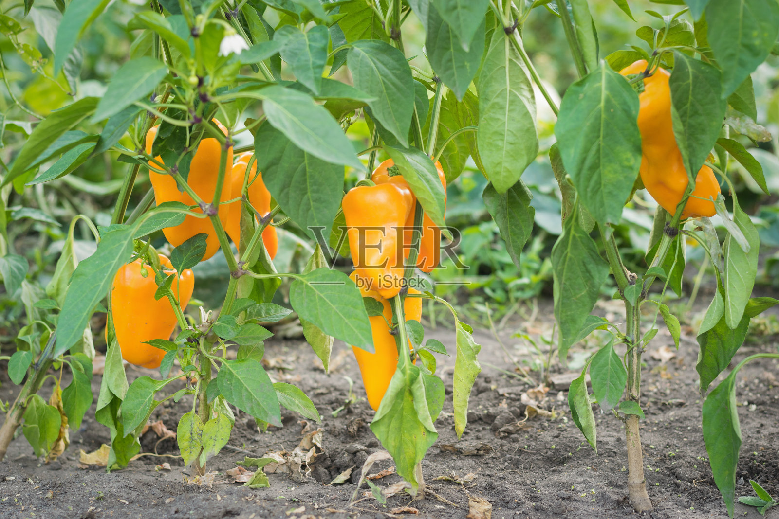 橙色甜椒的成熟果实在茎上。照片摄影图片