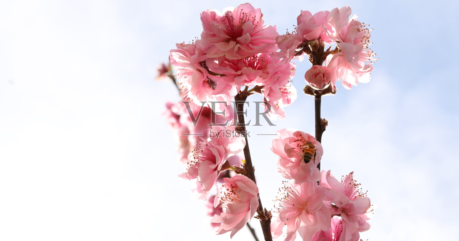 美丽温柔的粉红色花朵或盛开的蜜蜂对着蓝天和白云照片摄影图片