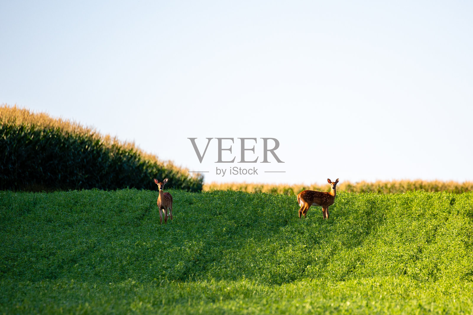 干草地里长着白色茸毛的小鹿照片摄影图片