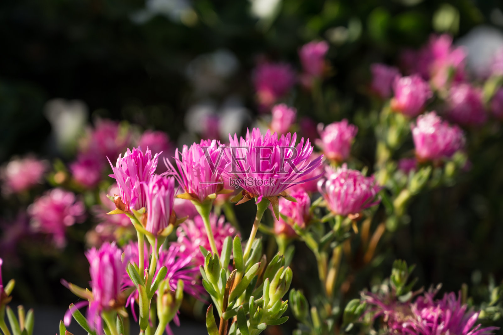 粉红色野花的特写。石头植物。美丽的夏日自然背景。照片摄影图片