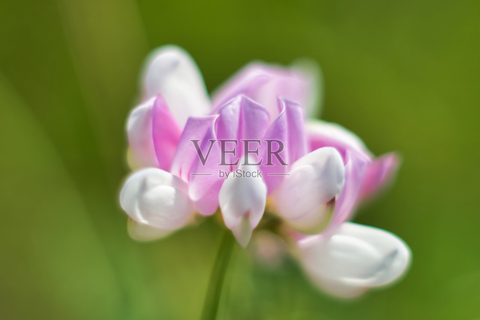 花头封闭在户外照片摄影图片