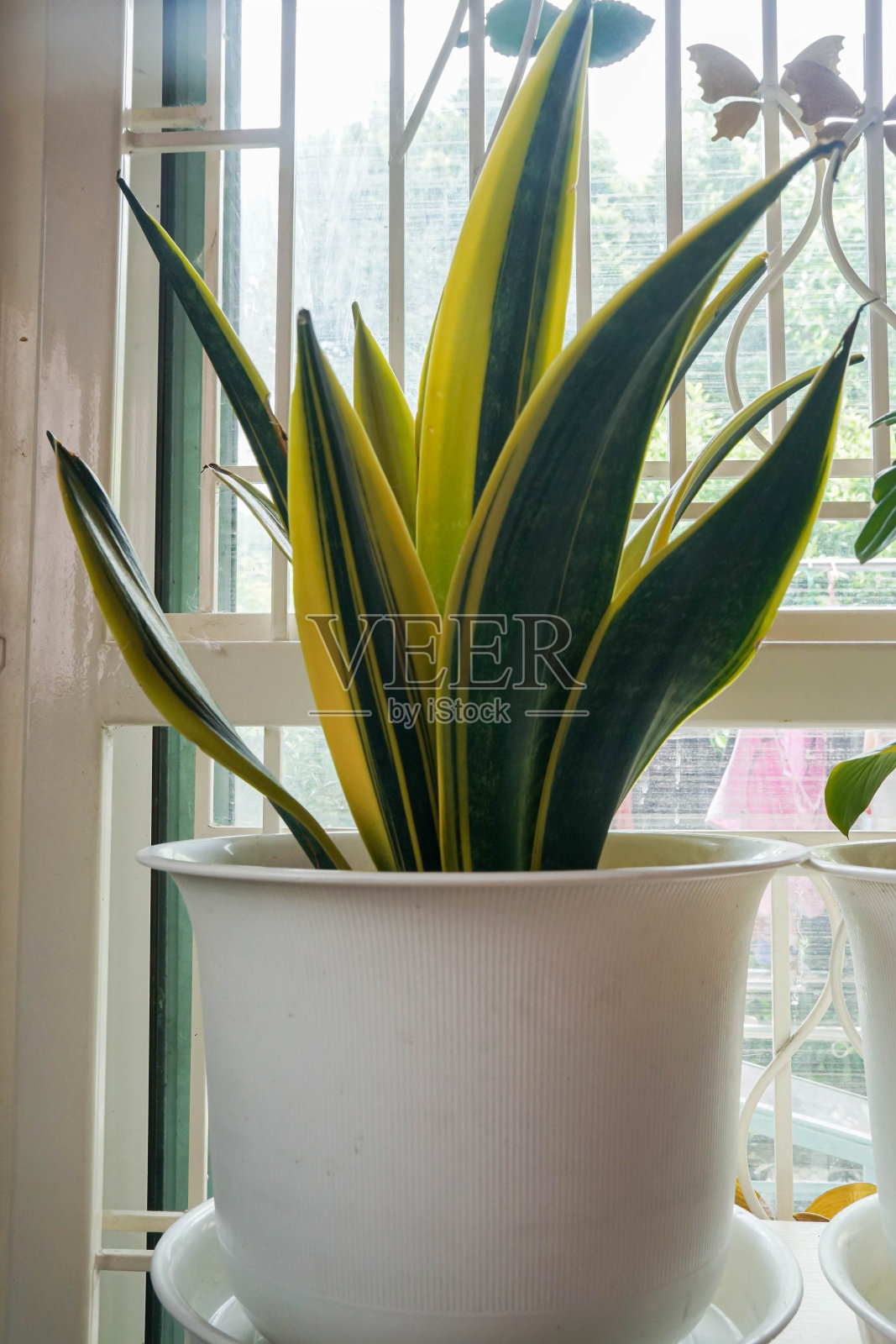 剪影封闭的蛇植物在白色花盆为客厅装饰照片摄影图片