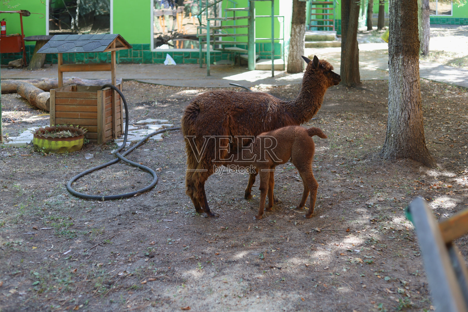 美洲驼用奶喂养幼崽，这是一种南美骆驼，驮着贵重的羊毛。有选择性的重点照片摄影图片