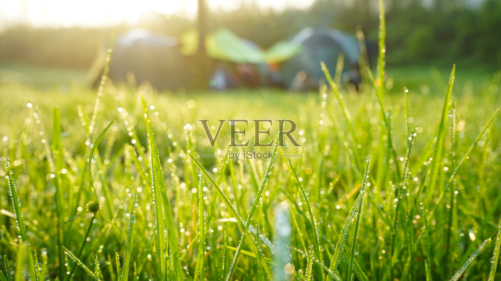 清晨绿草上的露珠照片摄影图片