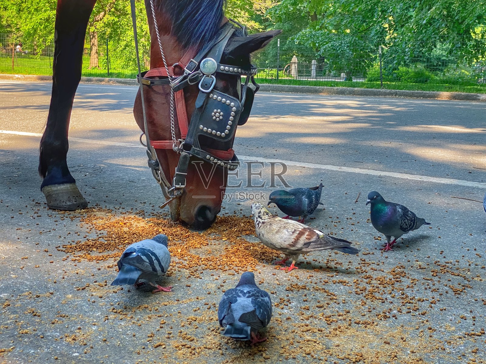 马和鸽子在中央公园吃东西照片摄影图片
