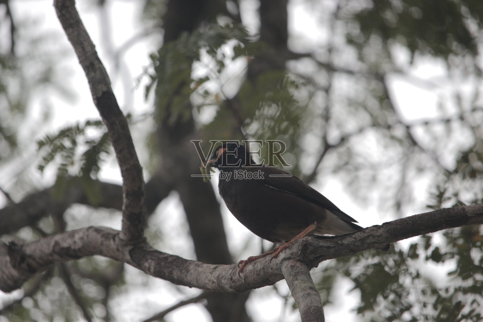 一只外表华丽的八哥一边吃着美味的毛毛虫祈祷，一边看着坐在一棵大树树枝上的另一只祈祷照片摄影图片