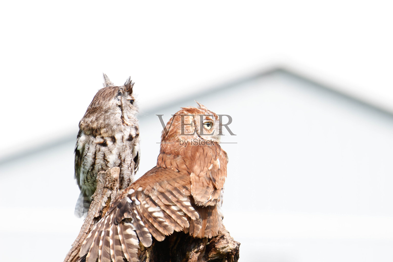 东部尖嘴猫头鹰栖息在肖像上照片摄影图片