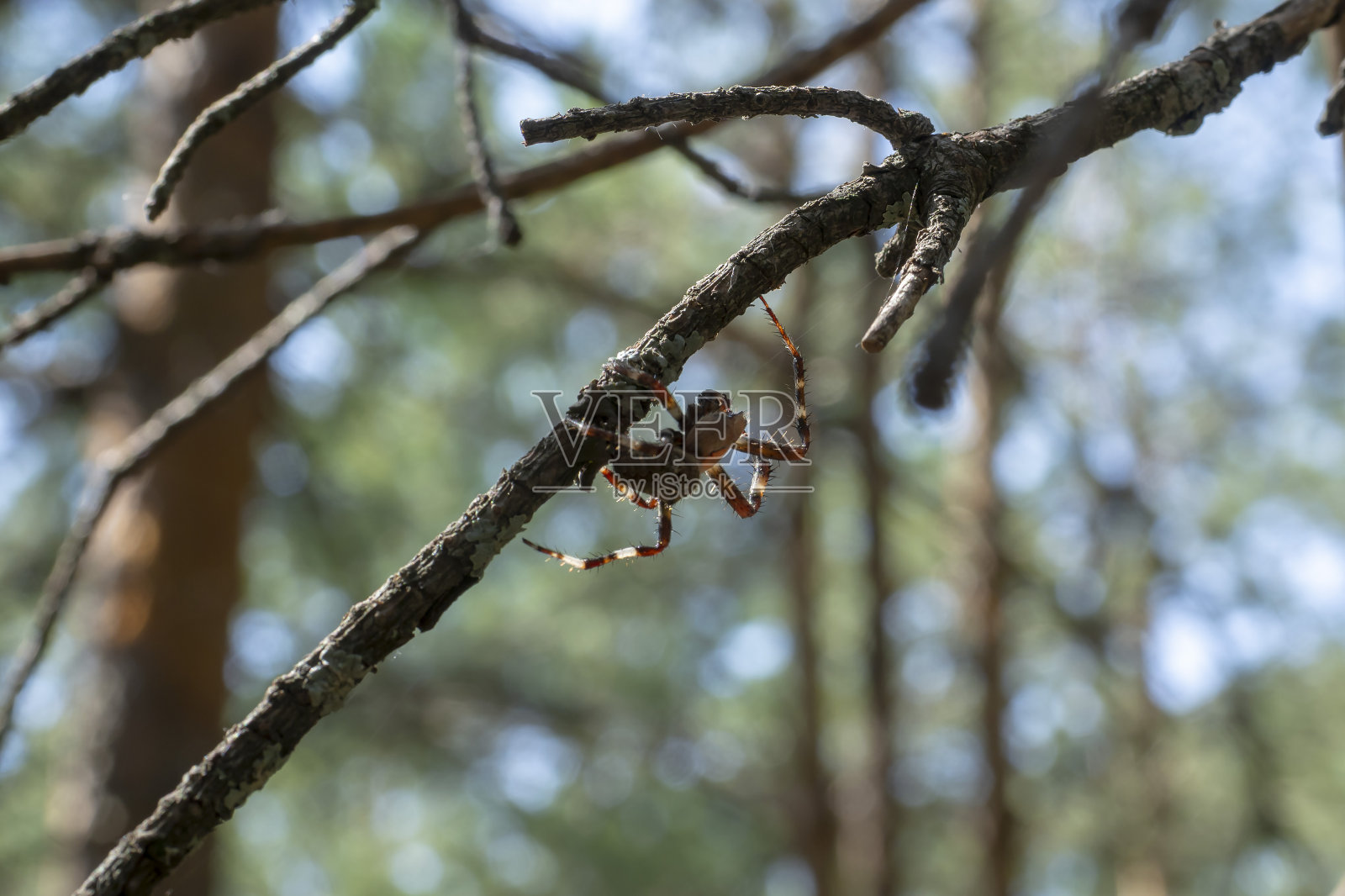 一只棕色的蜘蛛在森林里沿着树枝织网。蜘蛛特写,宏。照片摄影图片