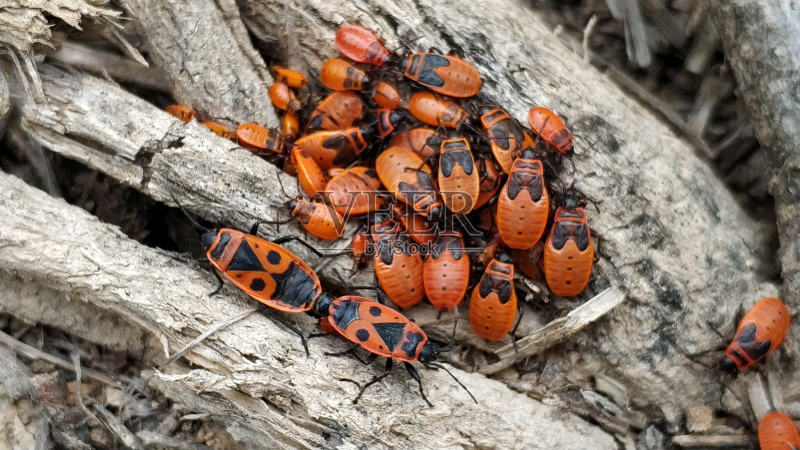 昆虫照片摄影图片