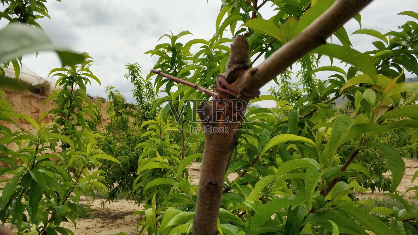 昆虫照片摄影图片