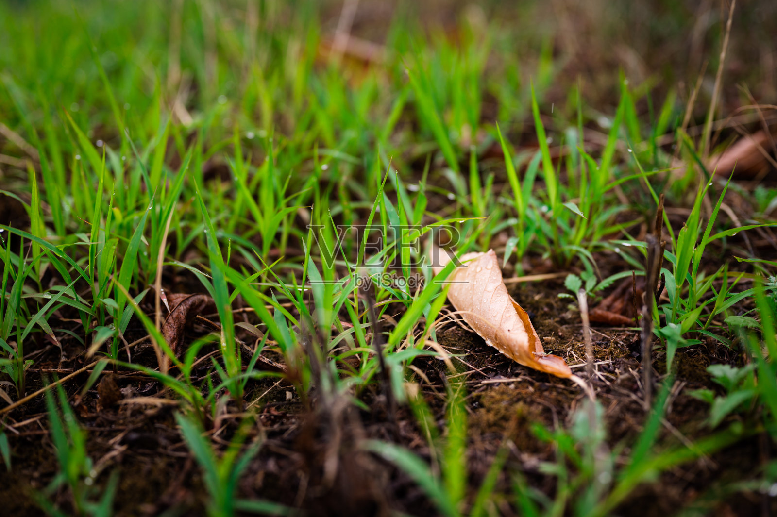 雨后新鲜的绿草和枯叶照片摄影图片