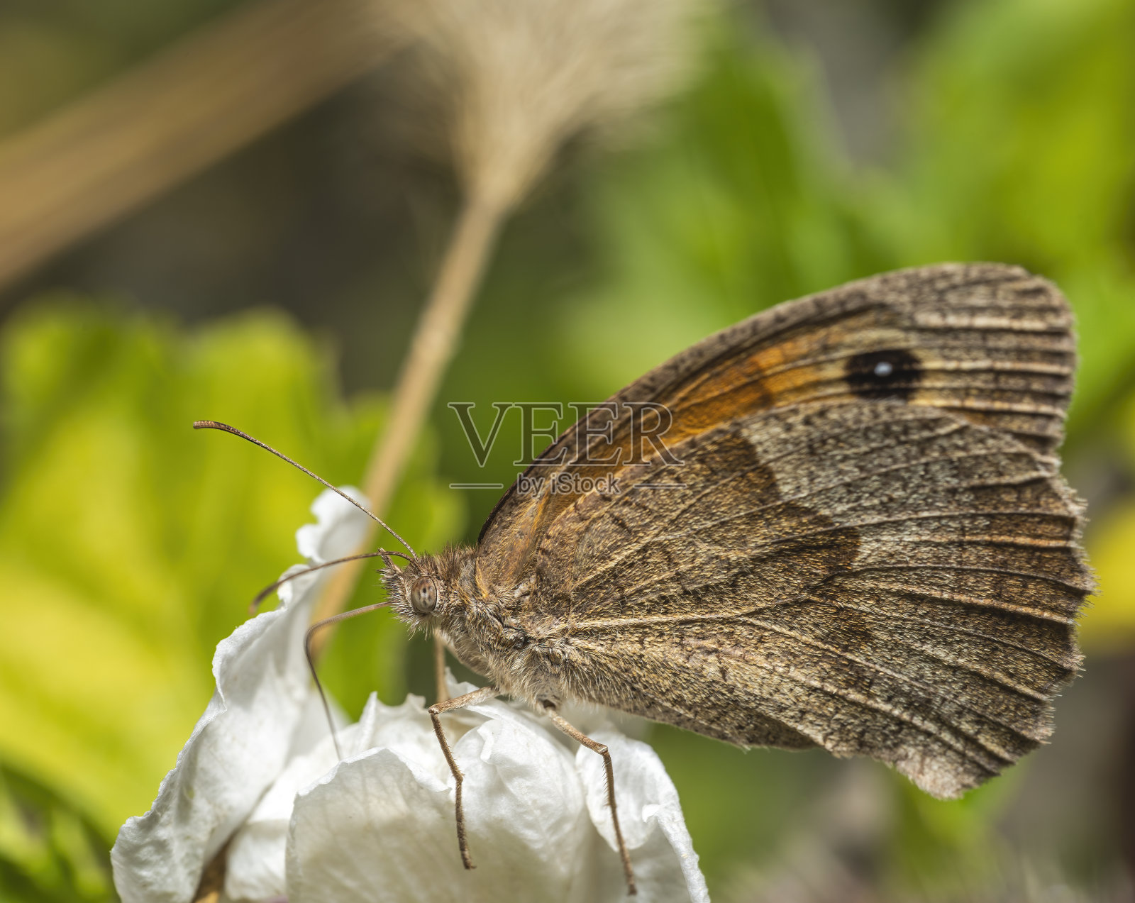 白花上的蝴蝶照片摄影图片