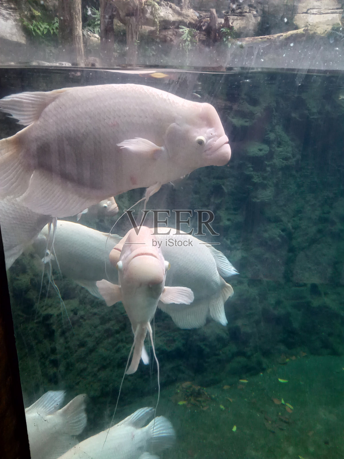 户外水族馆里的大鱼照片照片摄影图片