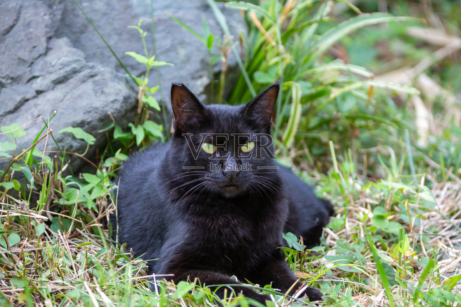 黑色的猫照片摄影图片