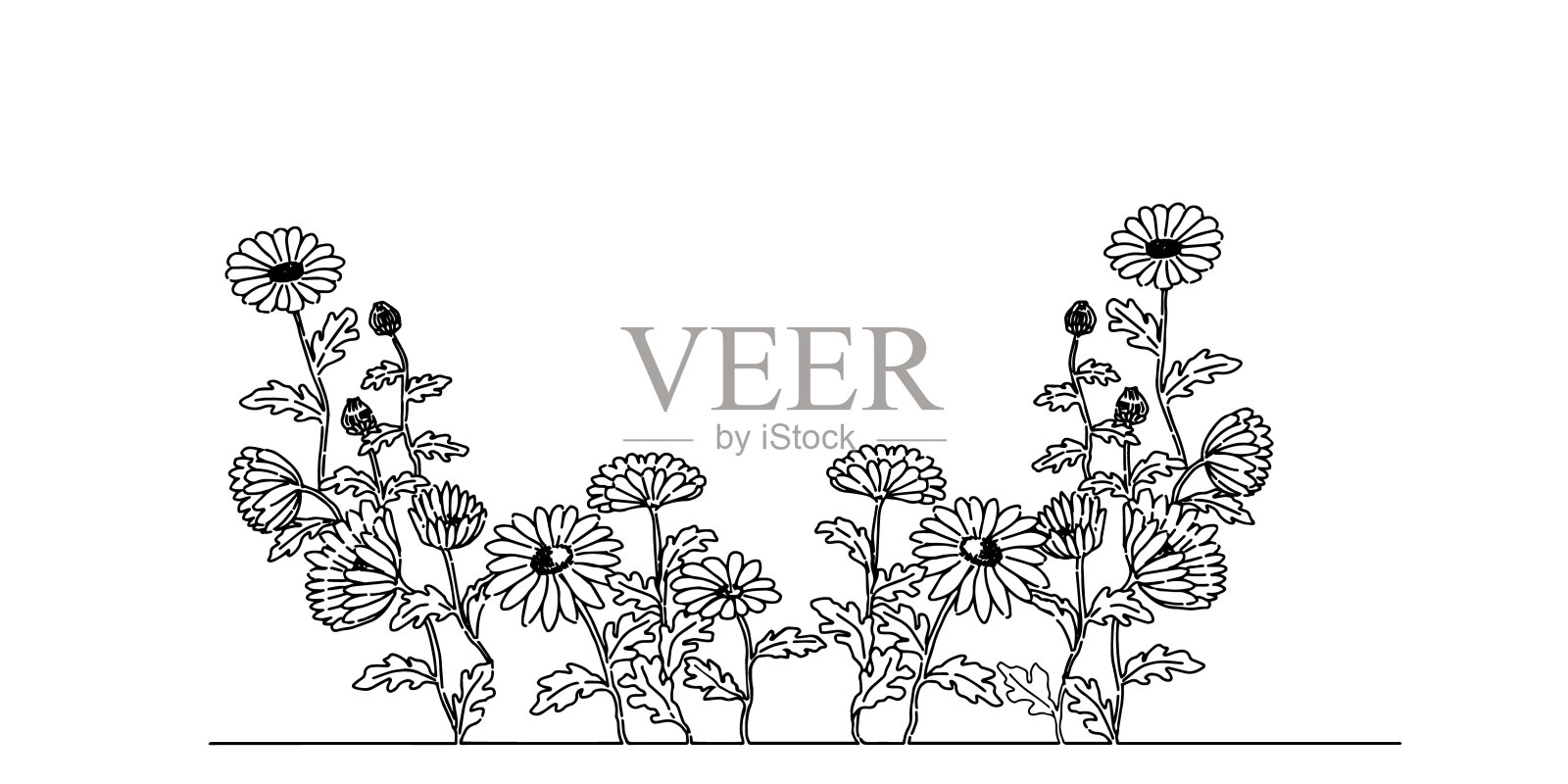 野生雏菊花的插图插画图片素材