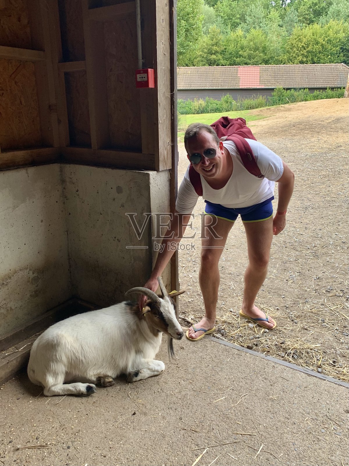 和山羊交朋友。照片摄影图片
