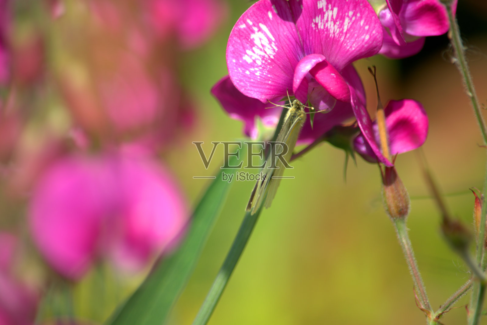 永久甜豌豆的粉红色花朵照片摄影图片