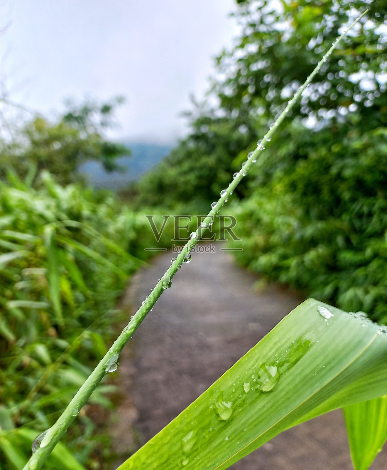晨露，树叶和大自然照片摄影图片