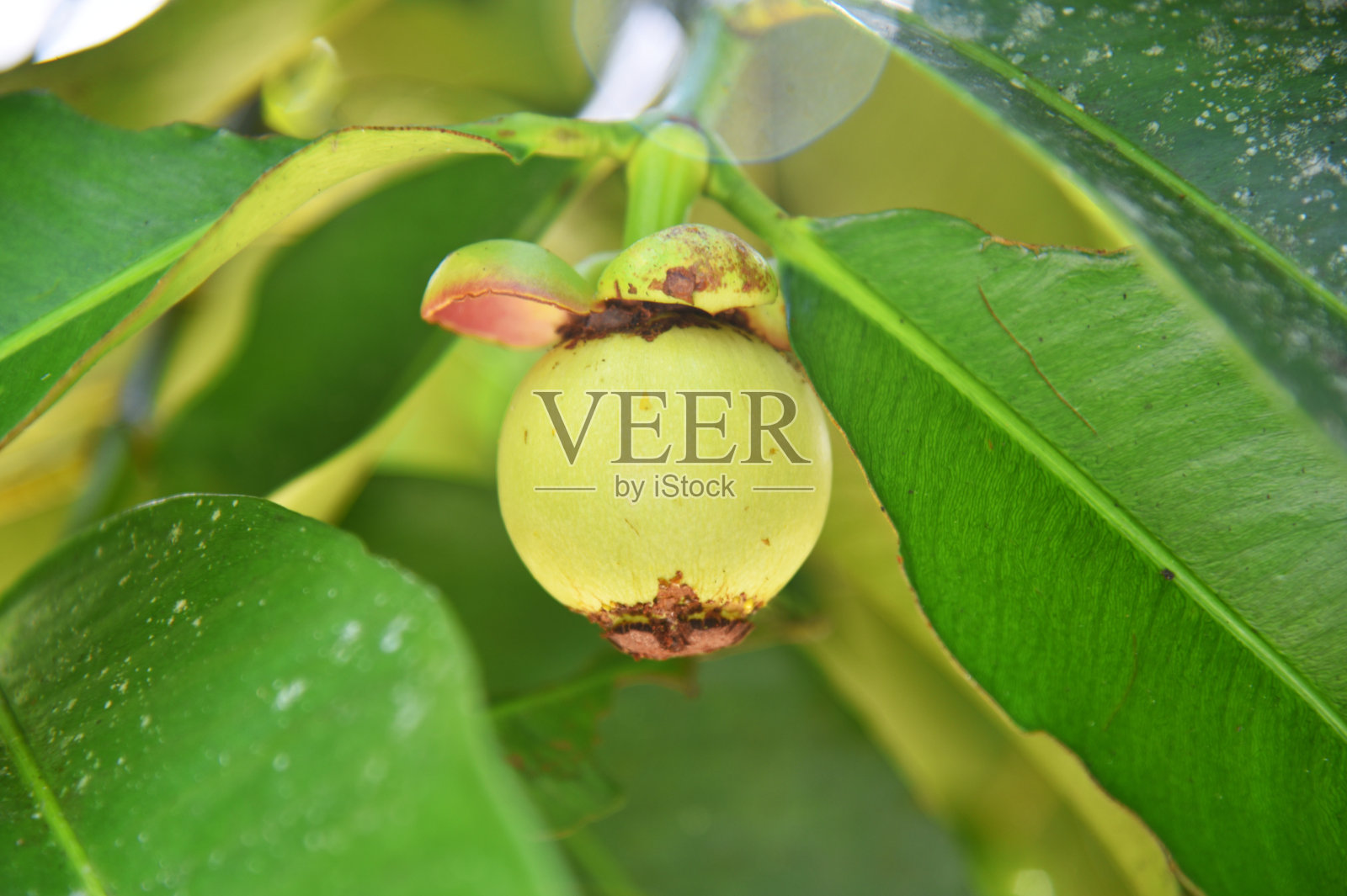 山竹果新鲜地生长在树上照片摄影图片