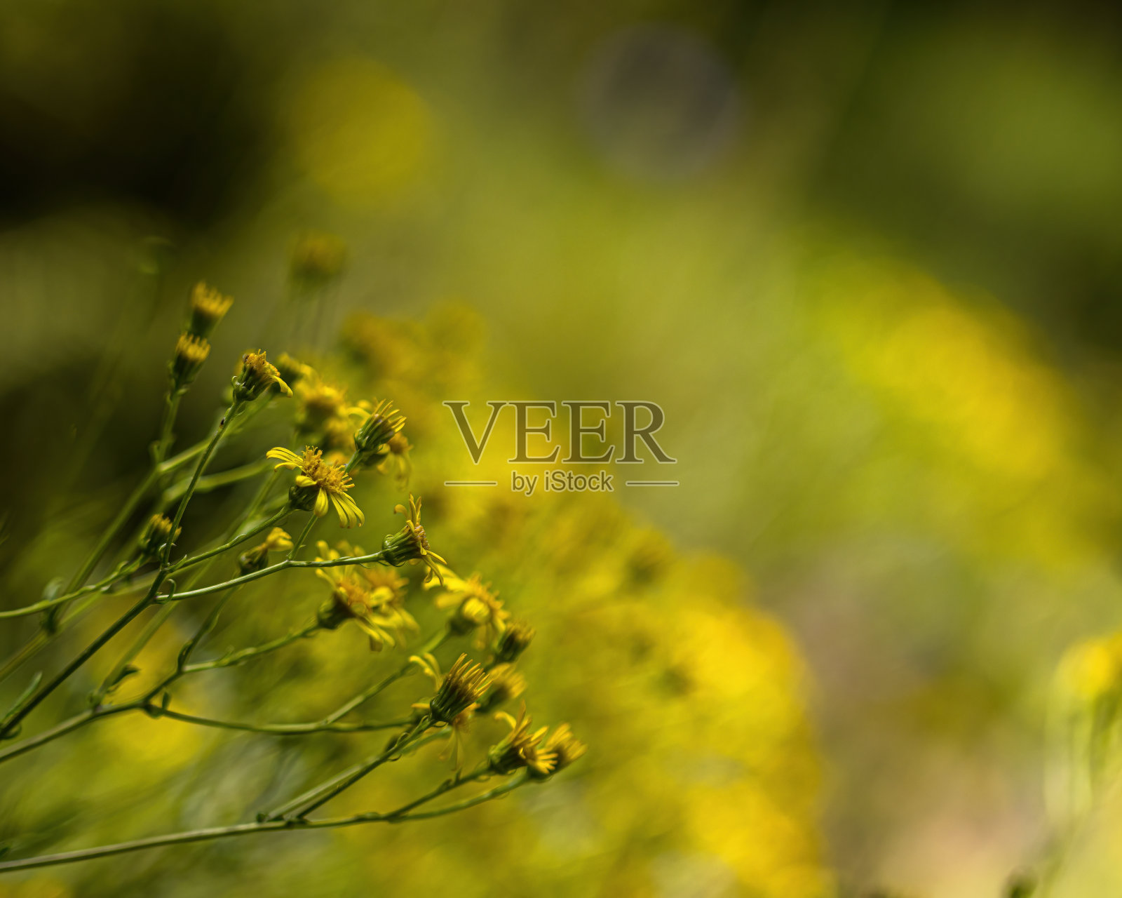 开着黄花的夏日草地照片摄影图片