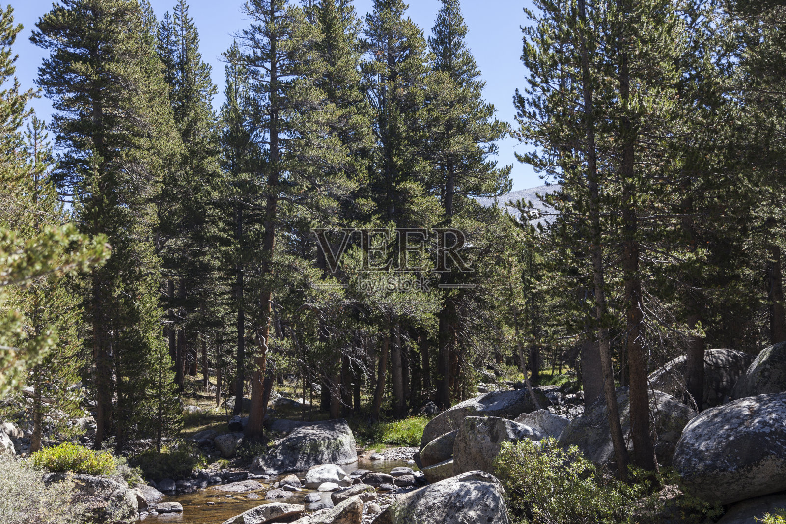 约塞米蒂国家公园河流和森林照片摄影图片