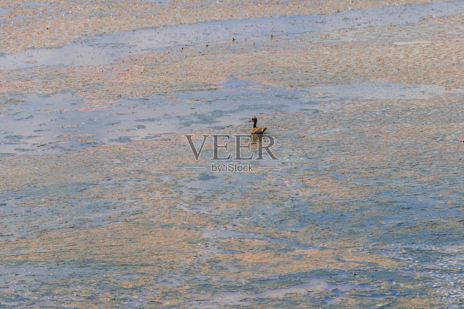 湖上黑翅高跷(Himantopus Himantopus)的雏鸟照片摄影图片