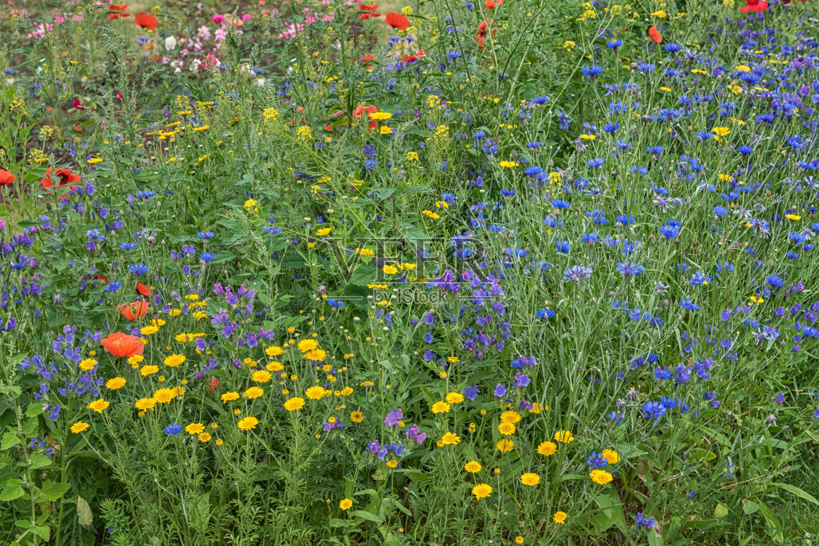 丰富多彩的野生和草地花卉，用于花园和公园的装饰照片摄影图片