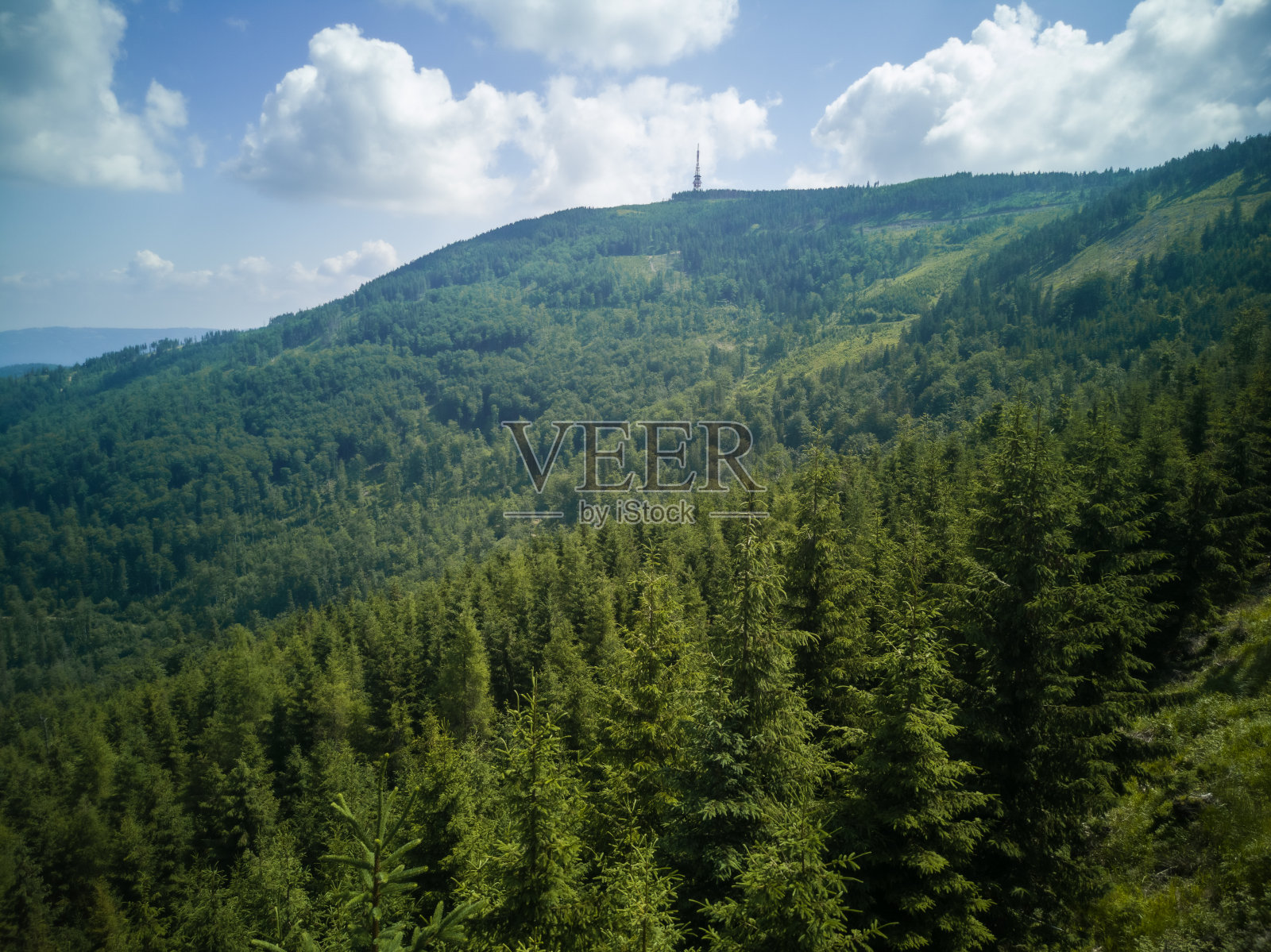 山景，在波兰Beskid Żywiecki的Skrzyczne峰，针叶林与松树照片摄影图片