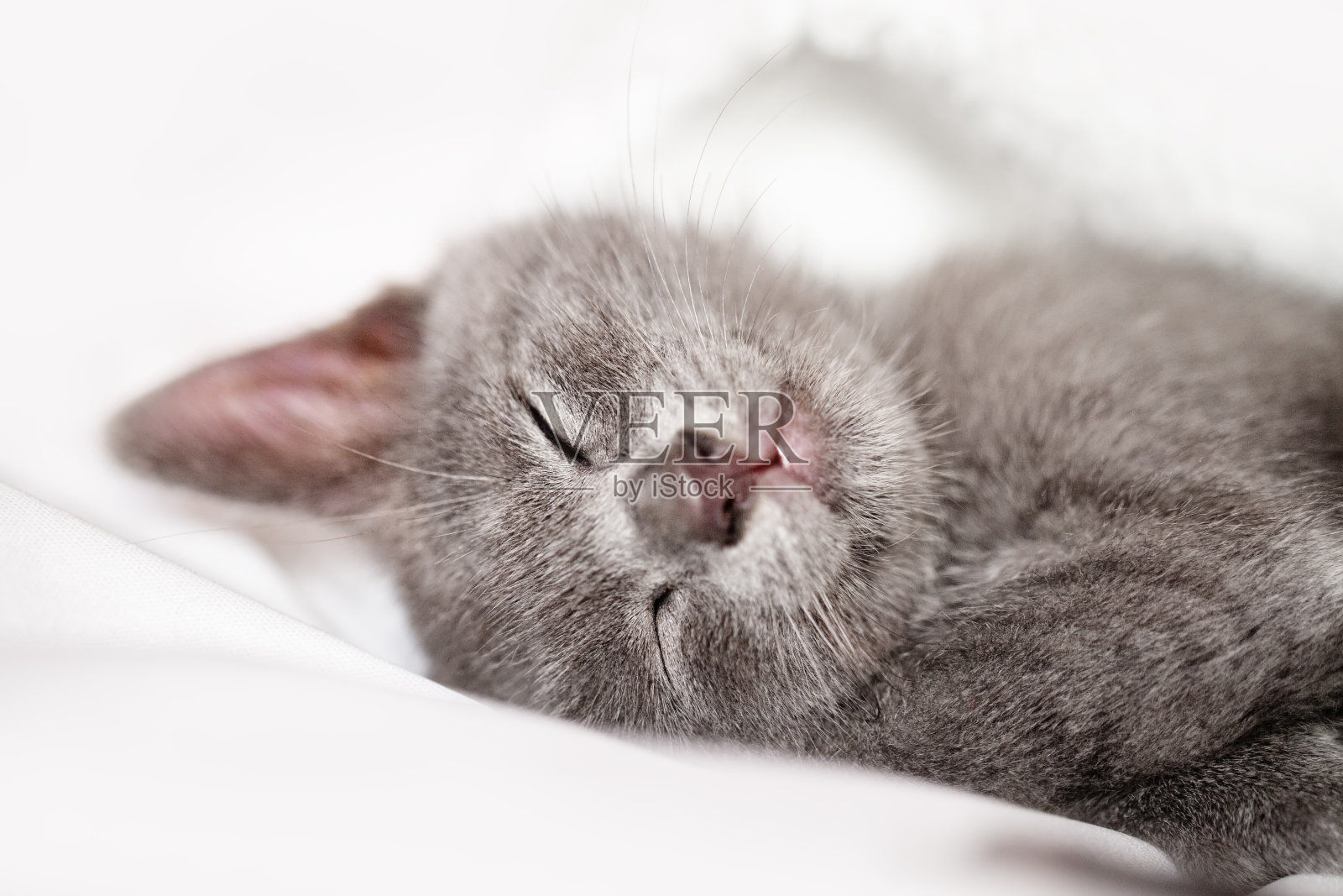 一只可爱的小猫躺在床上。有选择性的重点。水平的。照片摄影图片