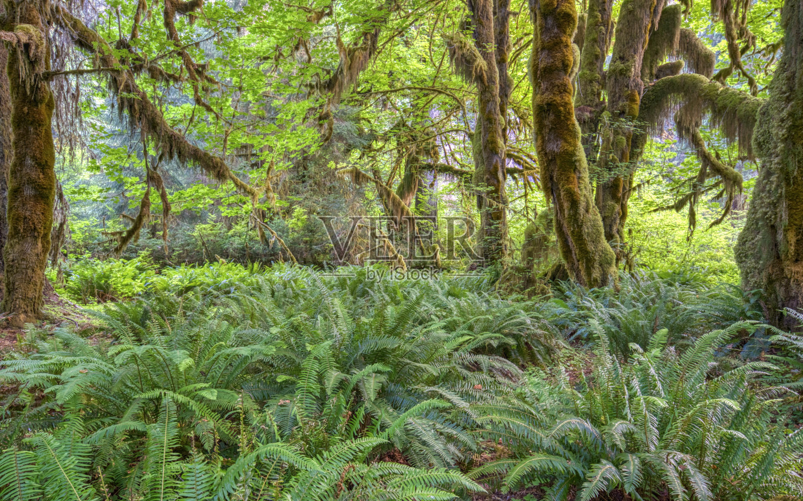 美国华盛顿州西部美丽的奥林匹克国家公园里独特的热带雨林景观。照片摄影图片